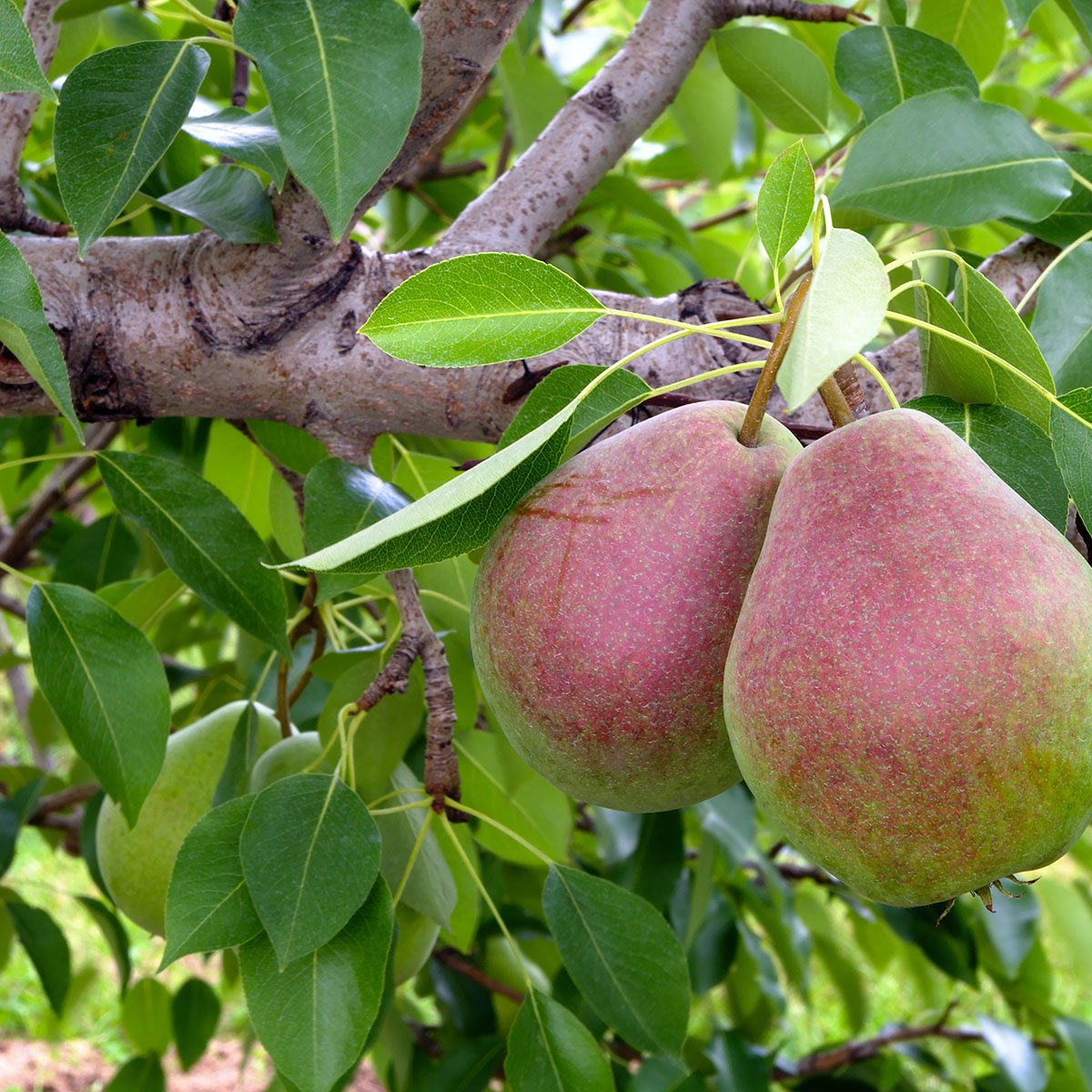 Päronträd Omnia Garden Pepi
