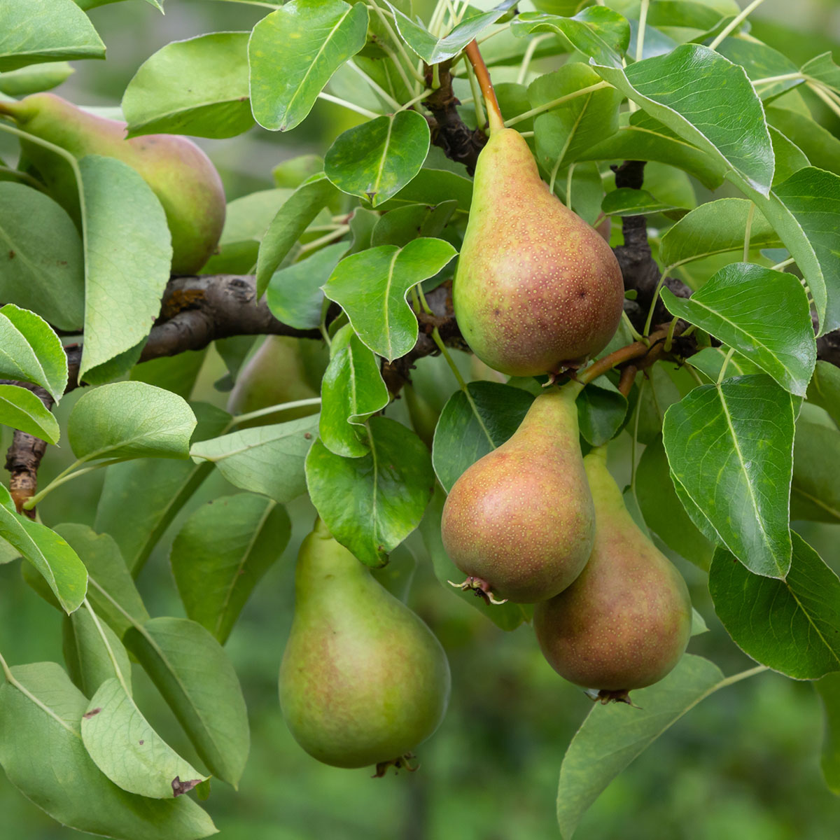 Päronträd Omnia Garden Vasarina Vasarine Sviestine