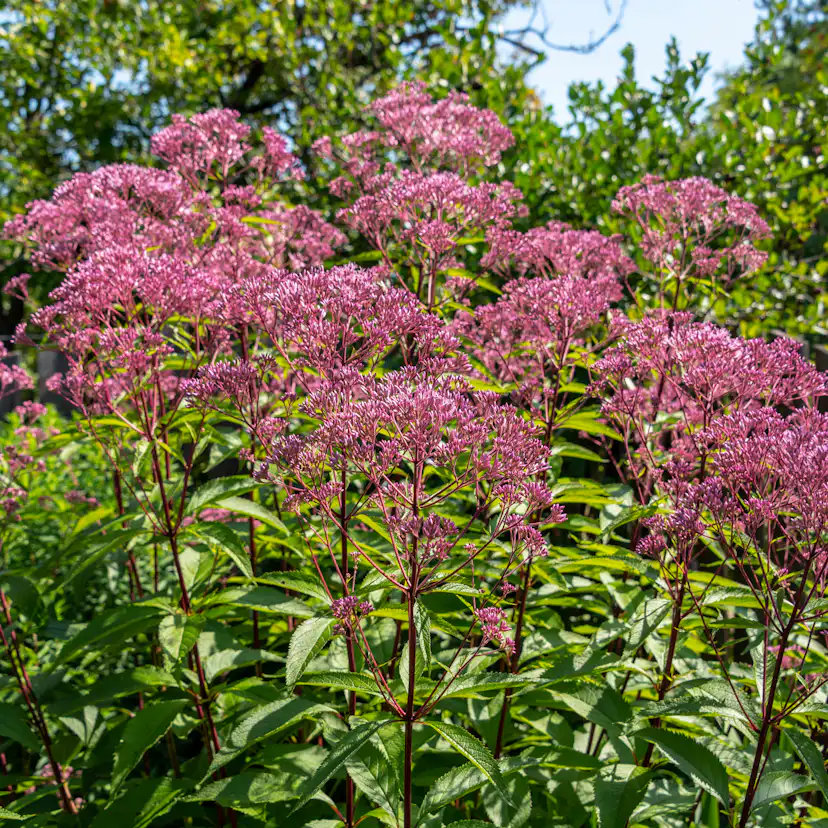 Planta Ölandstok Omnia Garden "Pink Beauty"