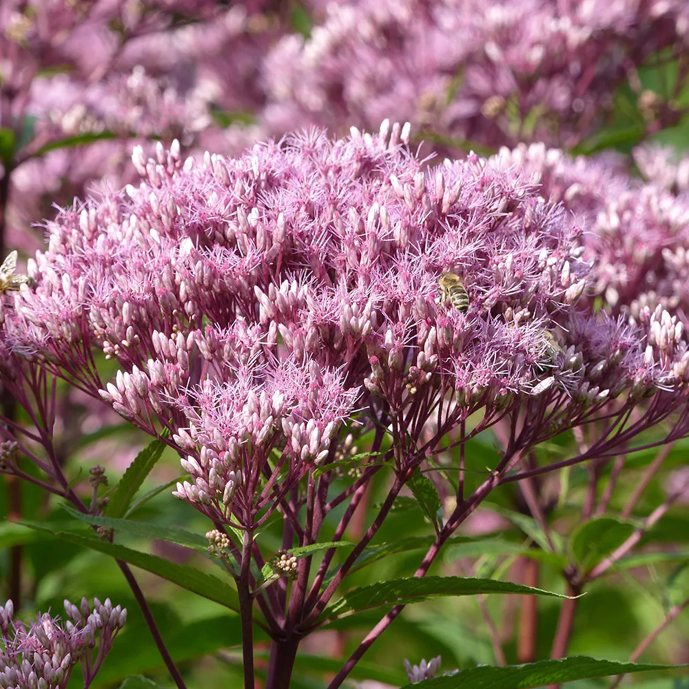 Planta Perenn Omnia Garden Fläckflockel Purple Bush Rosenflockel