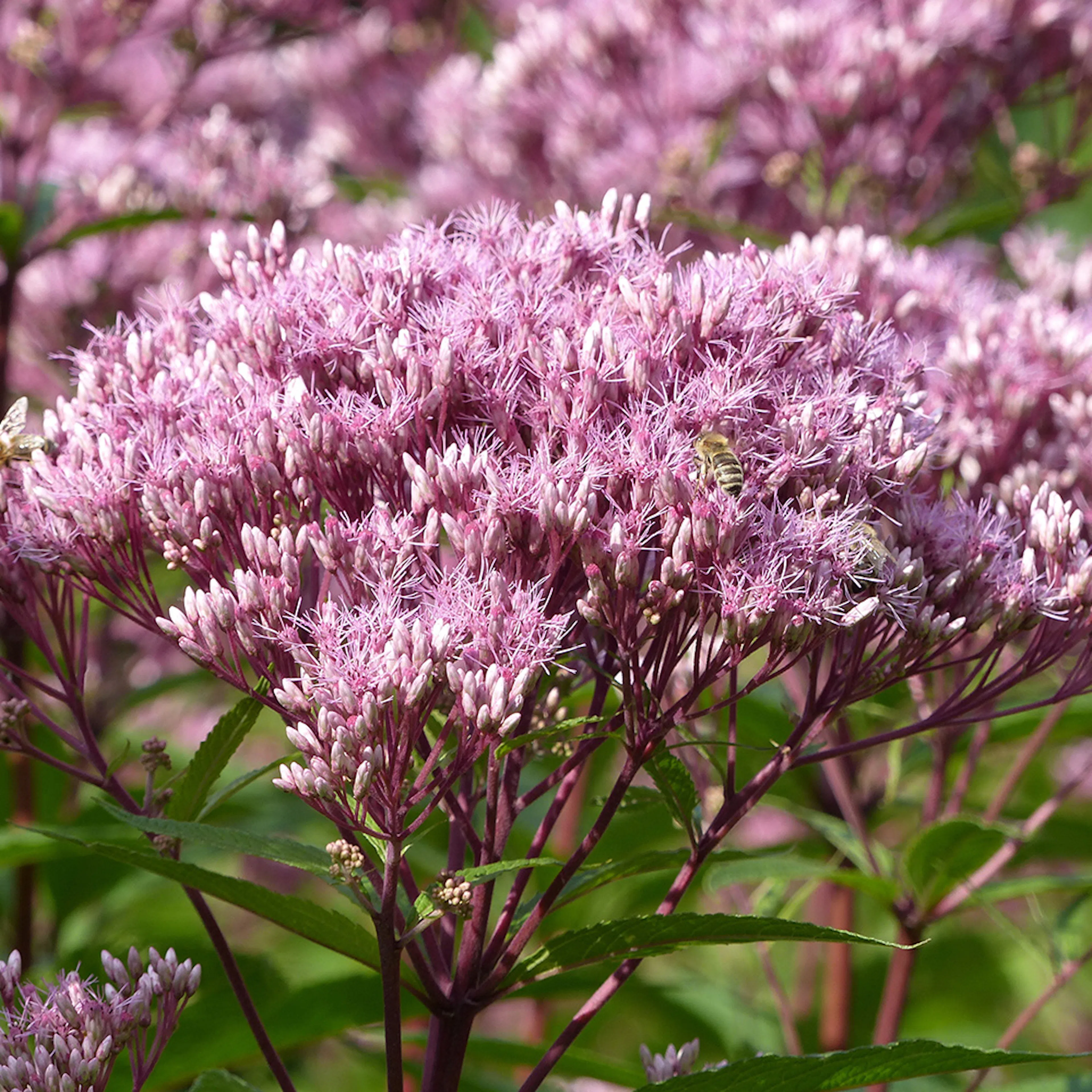 Planta Perenn Omnia Garden Fläckflockel Purple Bush Rosenflockel