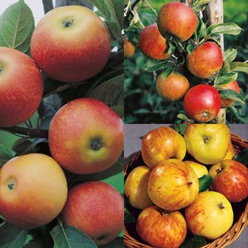 Planta Fruktträd Omnia Garden Familjeträd Äpple