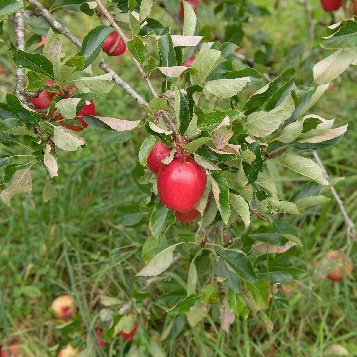 Äppelträd Omnia Garden Katja E