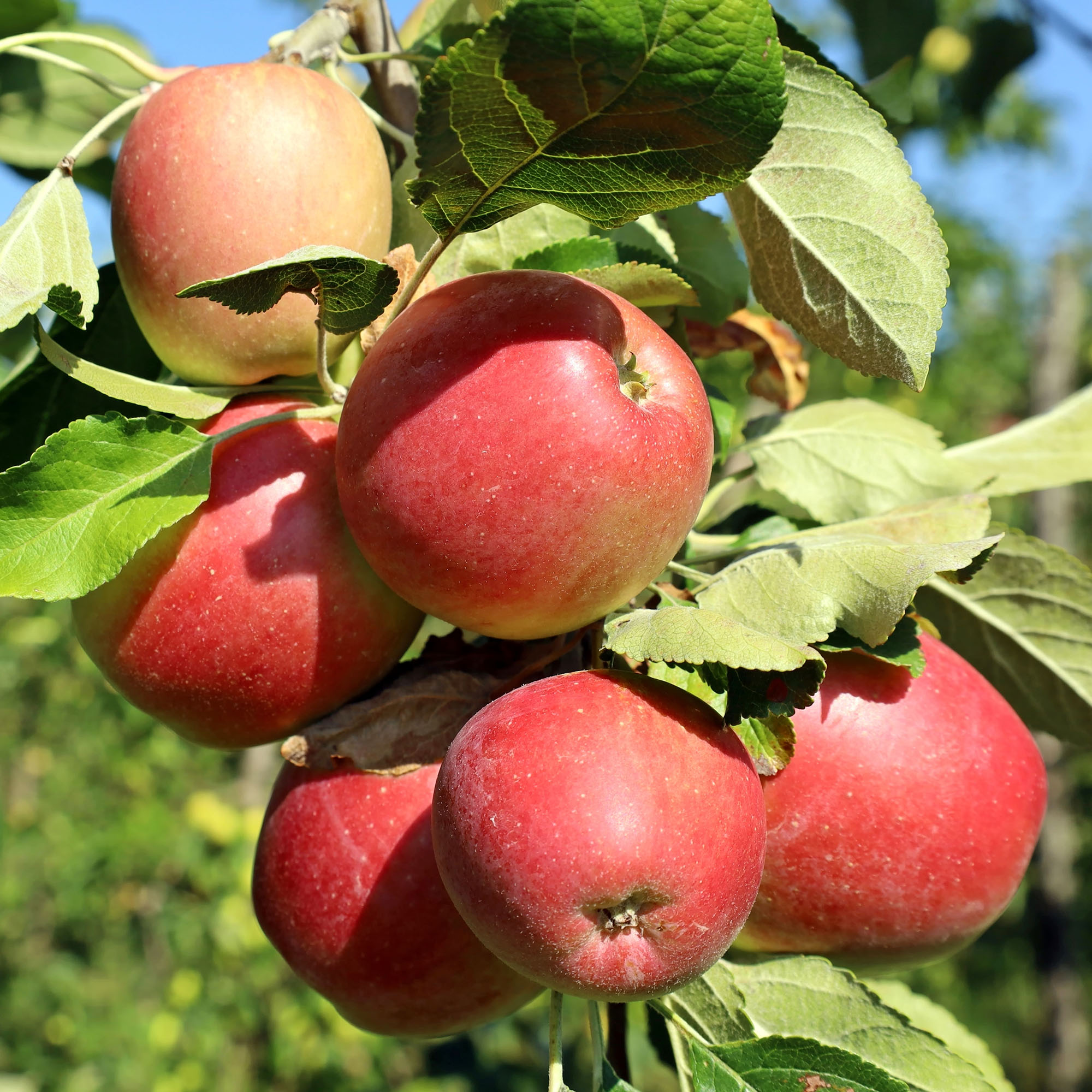 Äppelträd Omnia Garden Lovisa® E