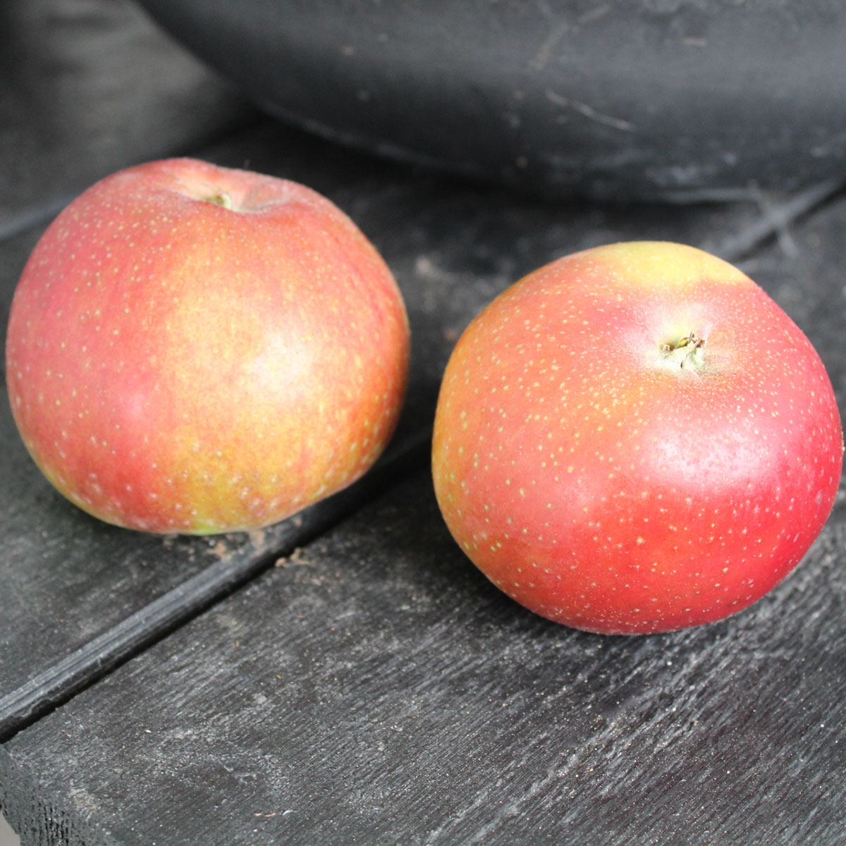 Äppelträd Omnia Garden Lovisa® E