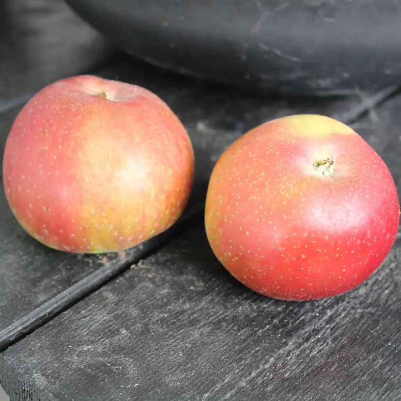 Äppelträd Omnia Garden Lovisa® E