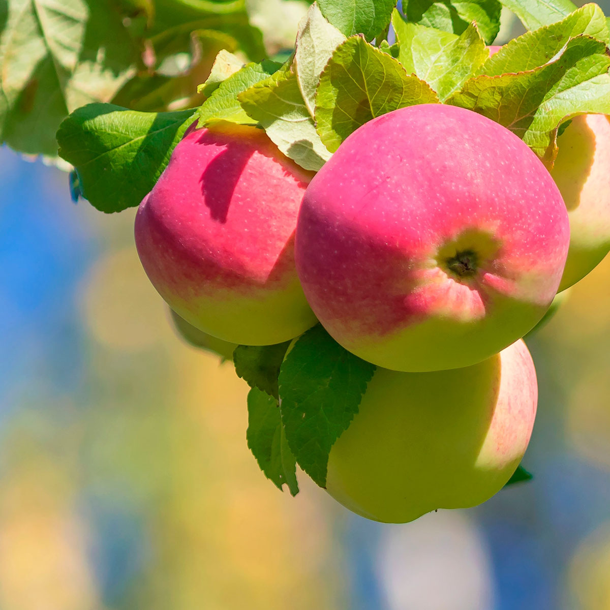 Äppelträd Omnia Garden Mantet