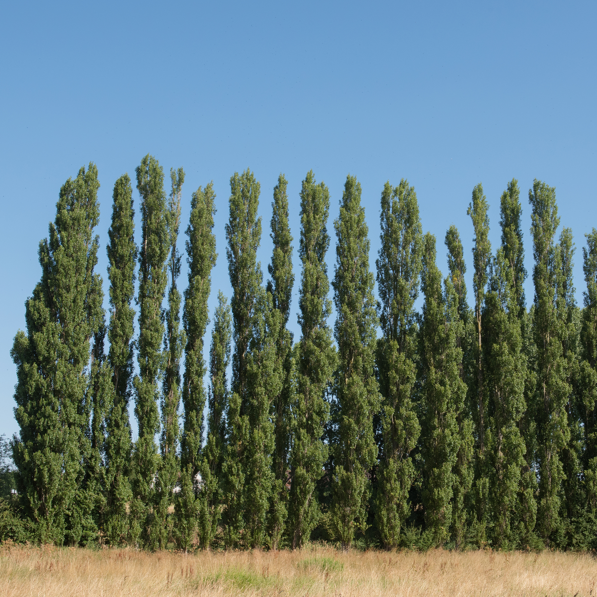 Italiensk Pelarpoppel Omnia Garden Populus Nigra Italica