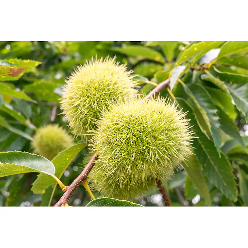 Äkta Kastanj Omnia Garden Castanea Sativa Högstam