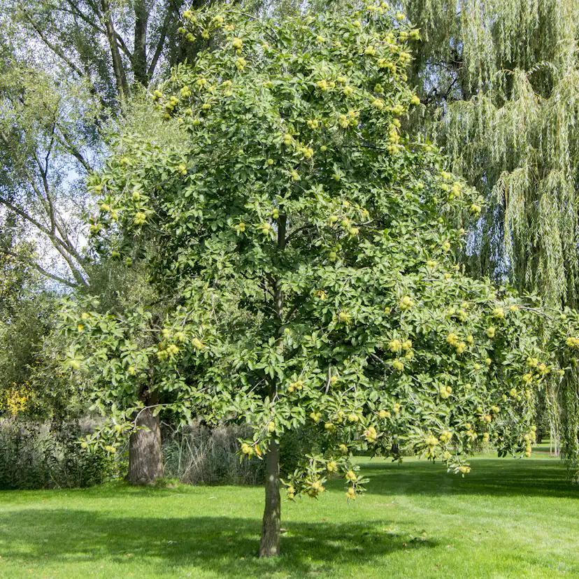 Äkta Kastanj Omnia Garden Castanea Sativa Högstam