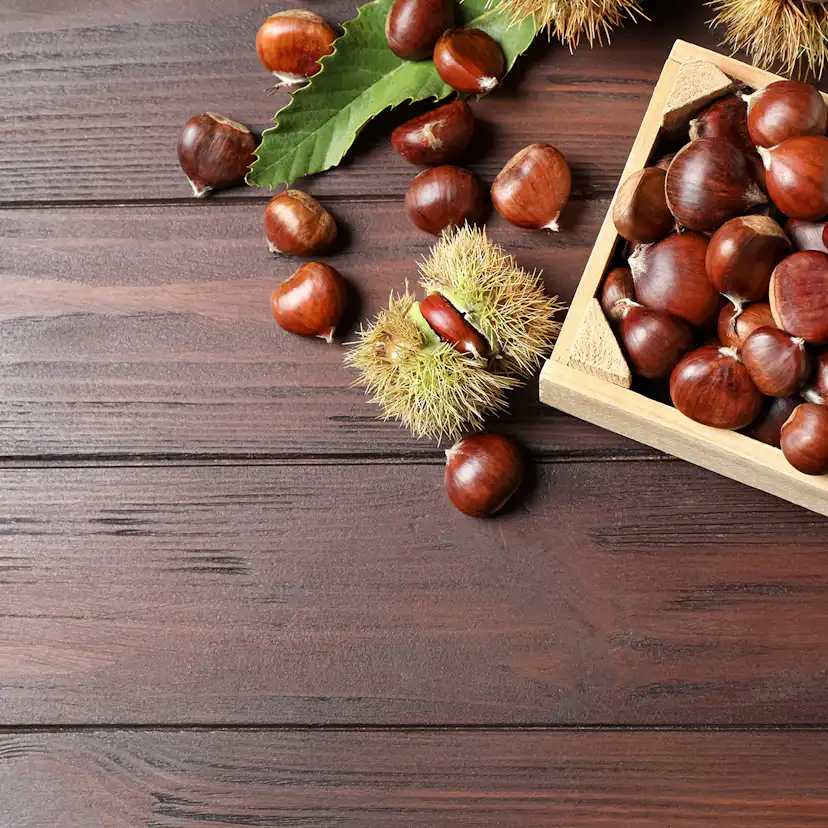 Äkta Kastanj Omnia Garden Castanea Sativa Högstam