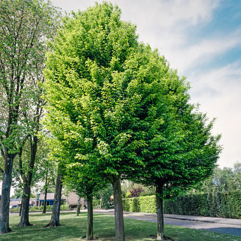 Avenbok Omnia Garden Carpinus Betulus Frans Fontaine Högstam