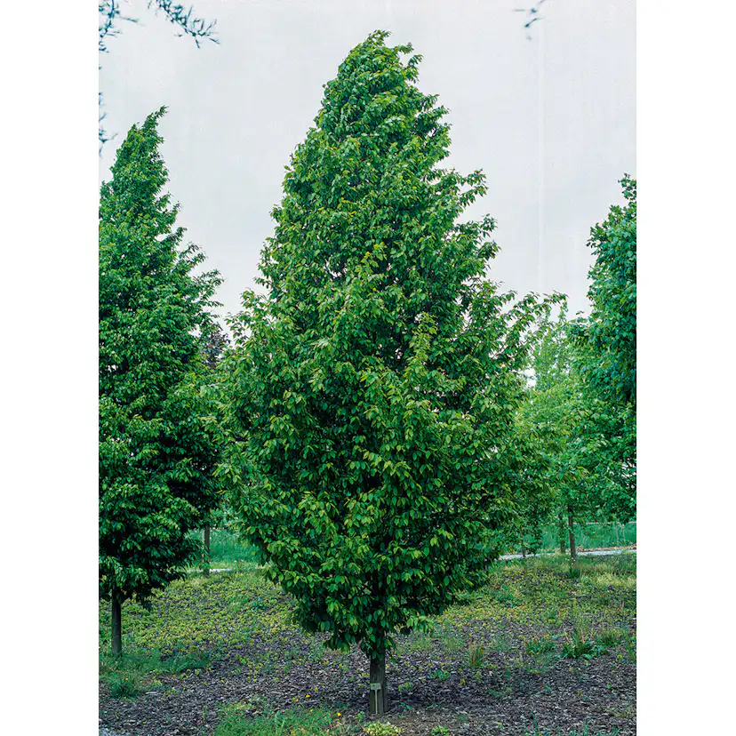 Avenbok Omnia Garden Carpinus Betulus Frans Fontaine Högstam