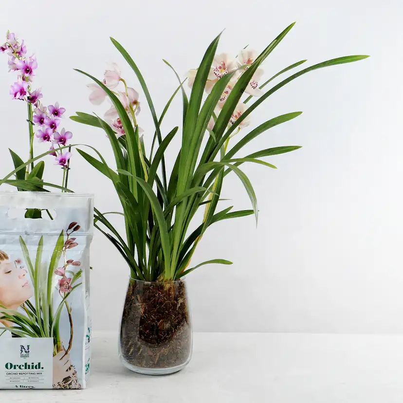 Orkidéjord Nelson Garden 4L