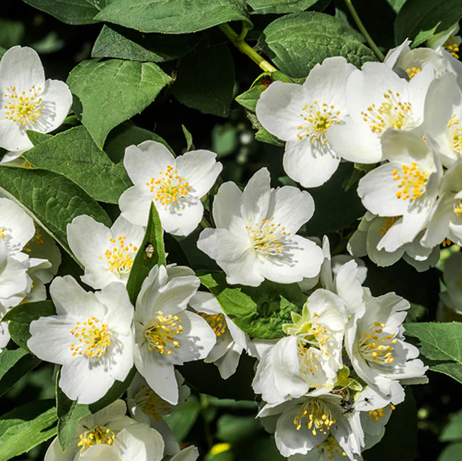 Doftschersmin Omnia Garden Philadelphus Coronarius Finn Co