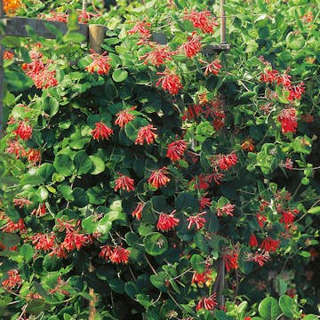 Klätterväxt Eldkaprifol Omnia Garden 40-60 cm