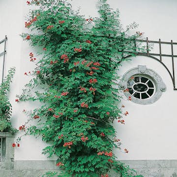 Klätterväxt Trumpetranka Omnia Garden 40-60 cm
