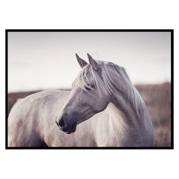 Poster Gallerix White Horse
