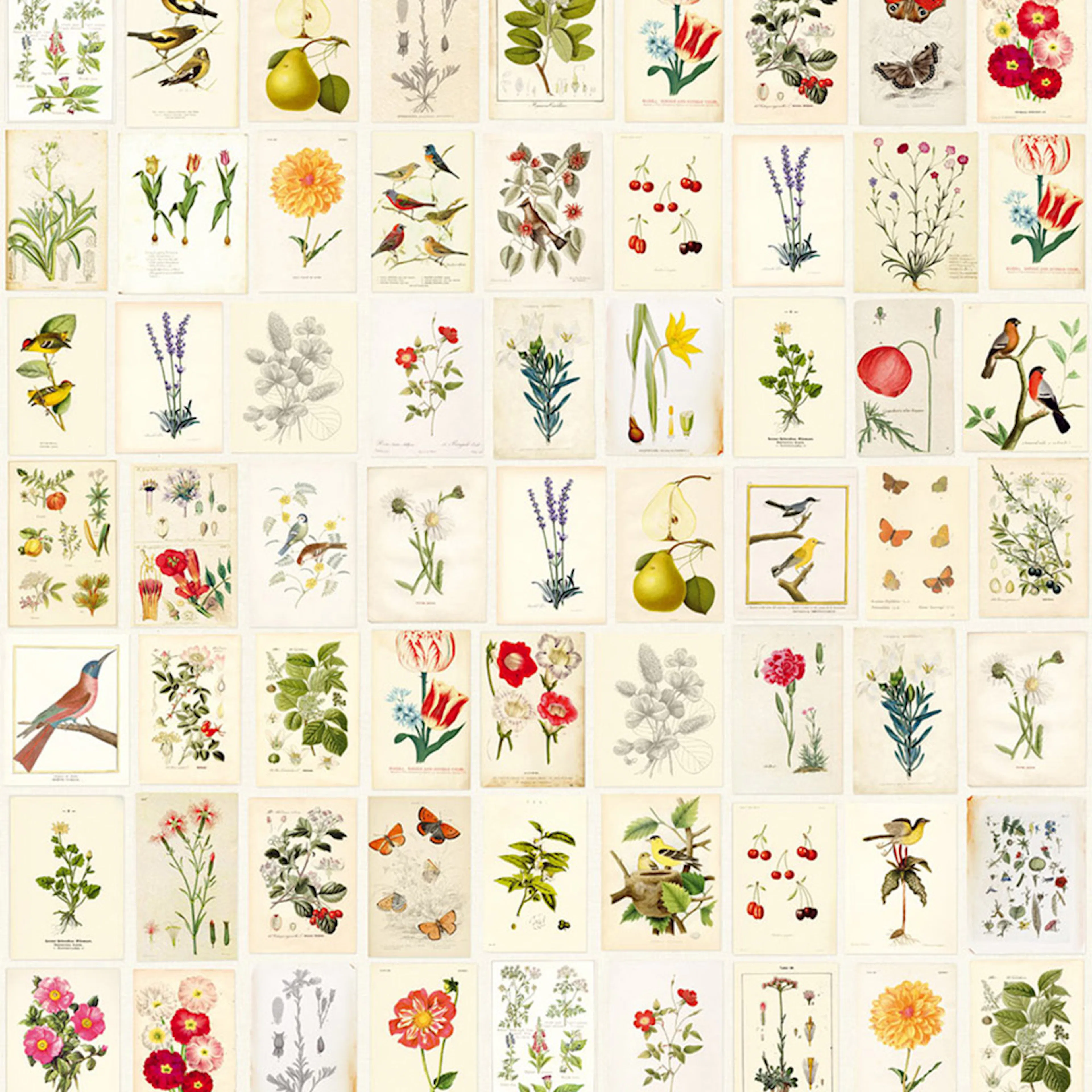 Fototapet Eijffinger PIP 2014 341086