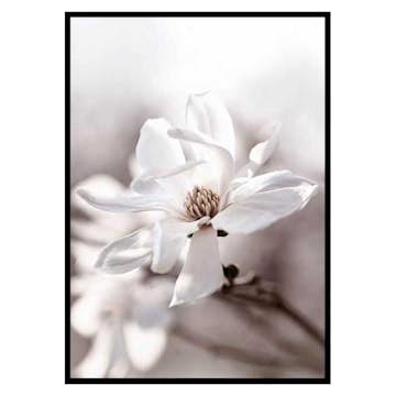 Poster Gallerix Flowering Star Magnolia