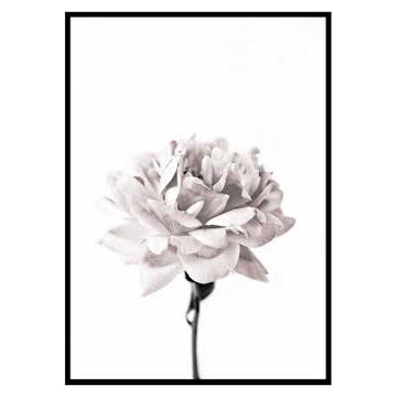 Poster Gallerix Pink peony