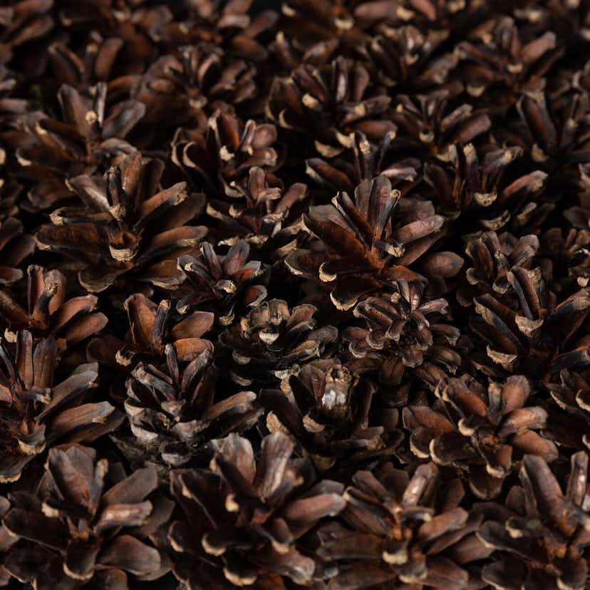 Väggpanel Emotionwood Pinecones