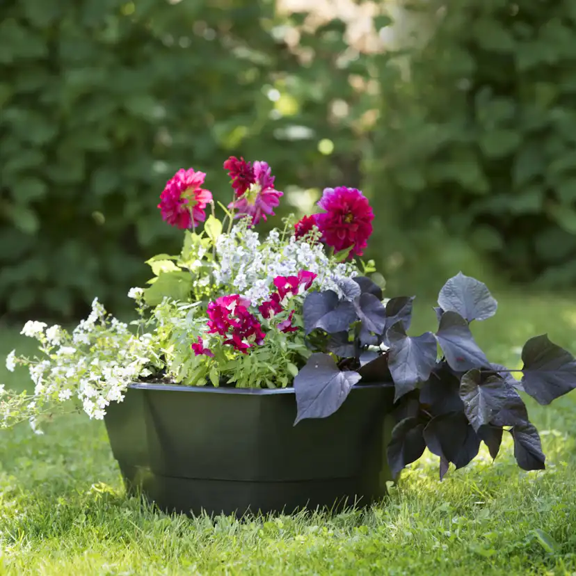 Växttråg Biolan 16 L