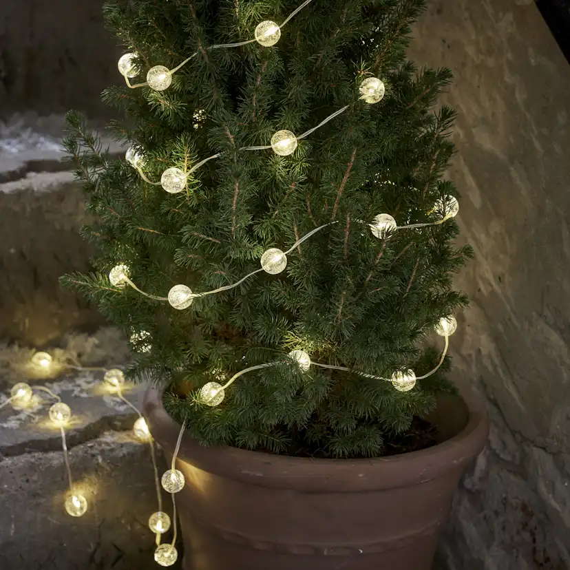 Ljusslinga Star Trading Berry