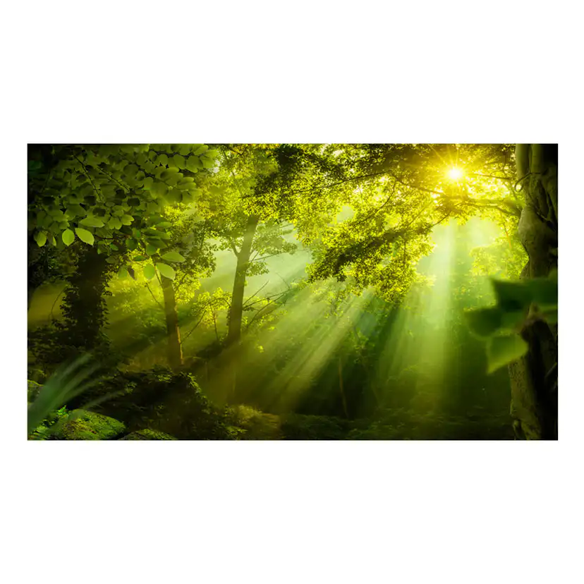 Fototapet XXL Arkiio In a Secret Forest II 500x280 cm