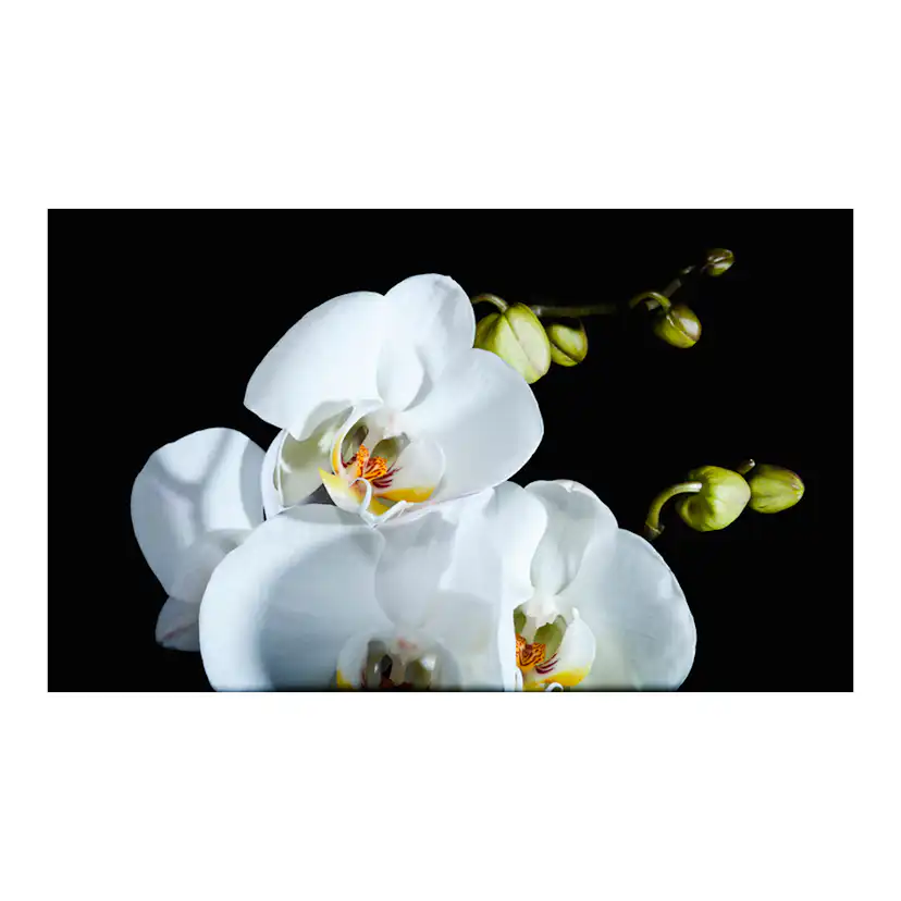 Fototapet Arkiio Phalaenopsis 450x270 cm