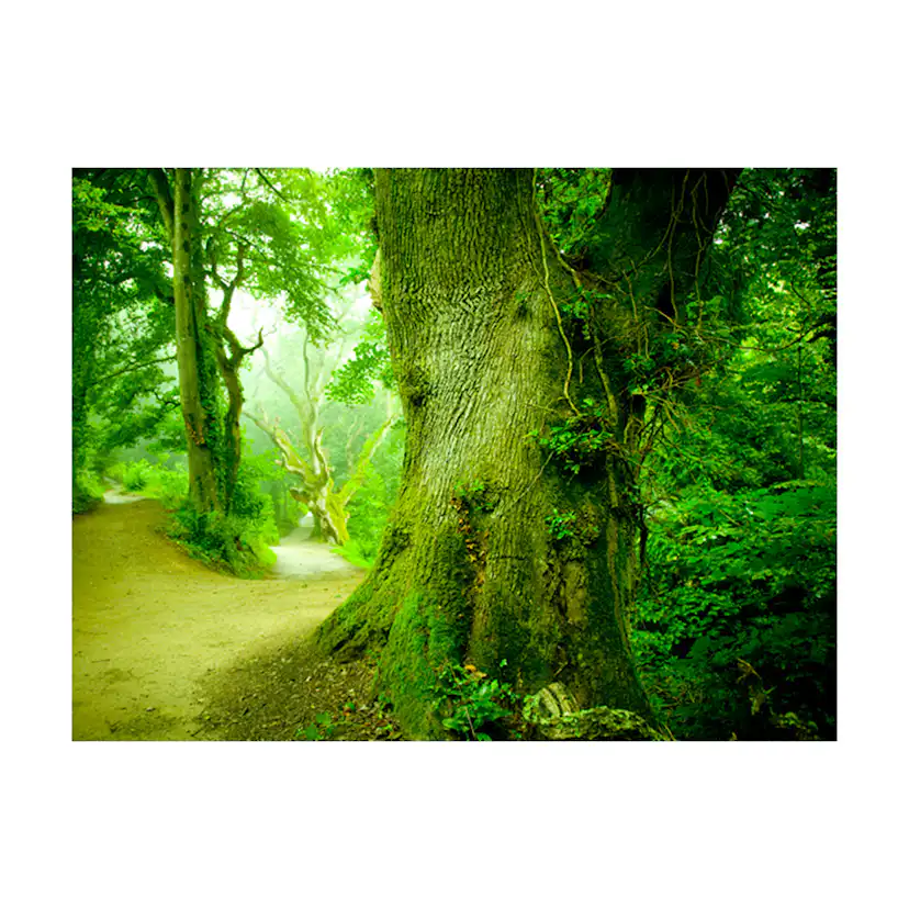 Fototapet Arkiio Skog Vägen