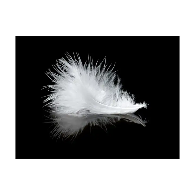 Fototapet Arkiio White Feather