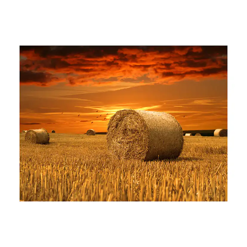 Fototapet Arkiio Fält Av Guld