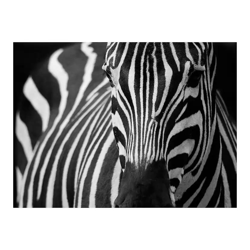 Fototapet Arkiio Vit Med Svarta Ränder