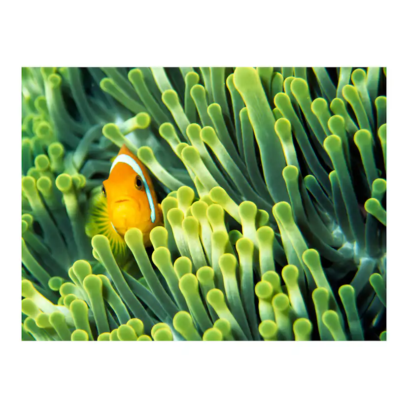 Fototapet Arkiio Anemonefish