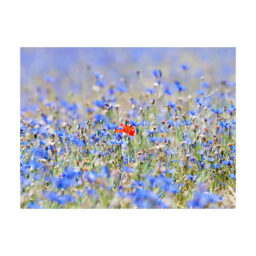 Fototapet Arkiio En Sky Färgad Äng Cornflowers