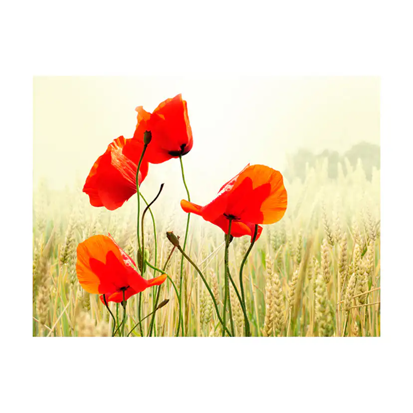 Fototapet Arkiio Det Fina Med Vilda Vallmo