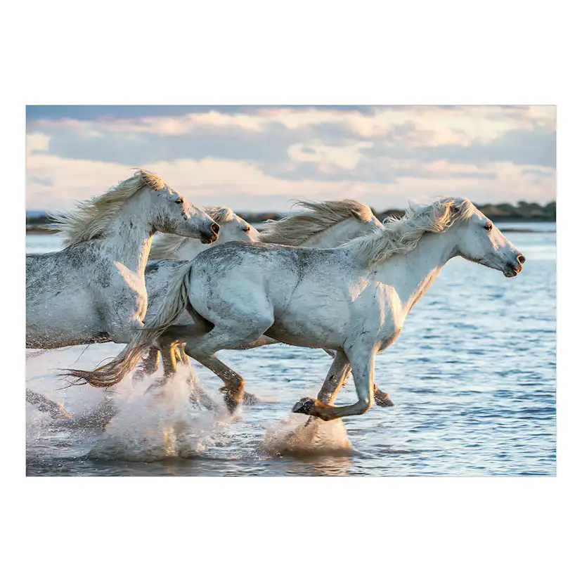 Fototapet Arkiio Wild Race Självhäftande