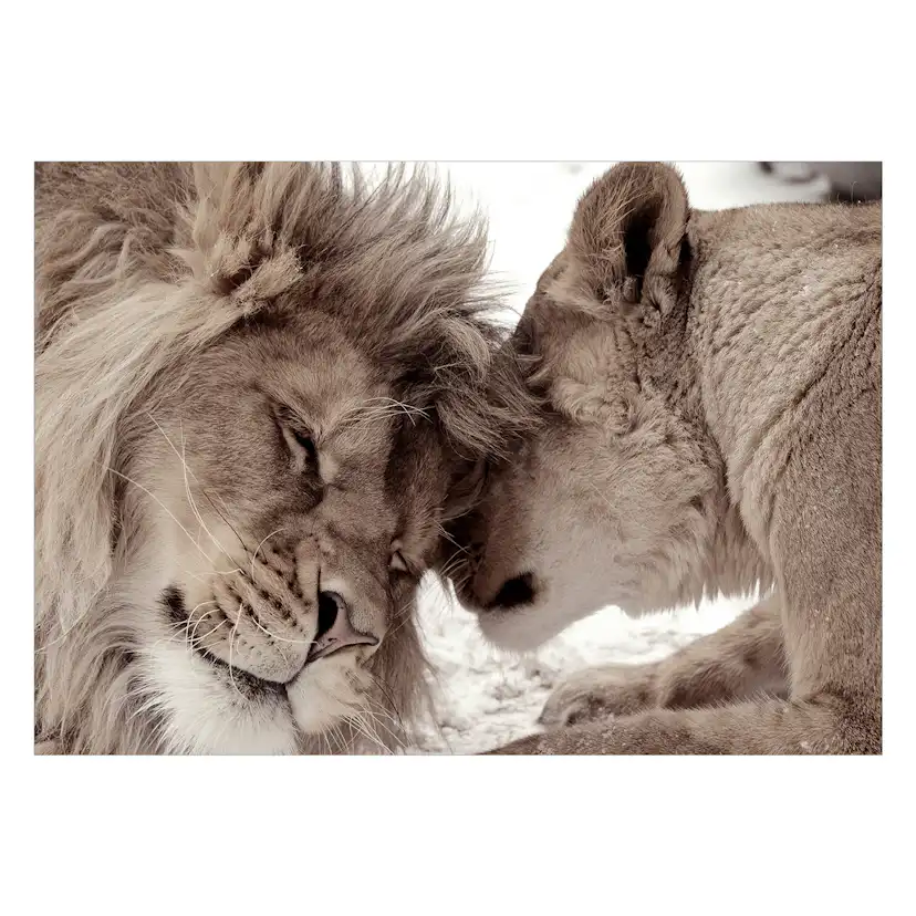Fototapet Arkiio Lion Tenderness Sepia