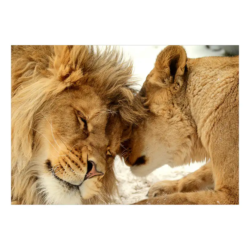 Fototapet Arkiio Lion Tenderness Självhäftande