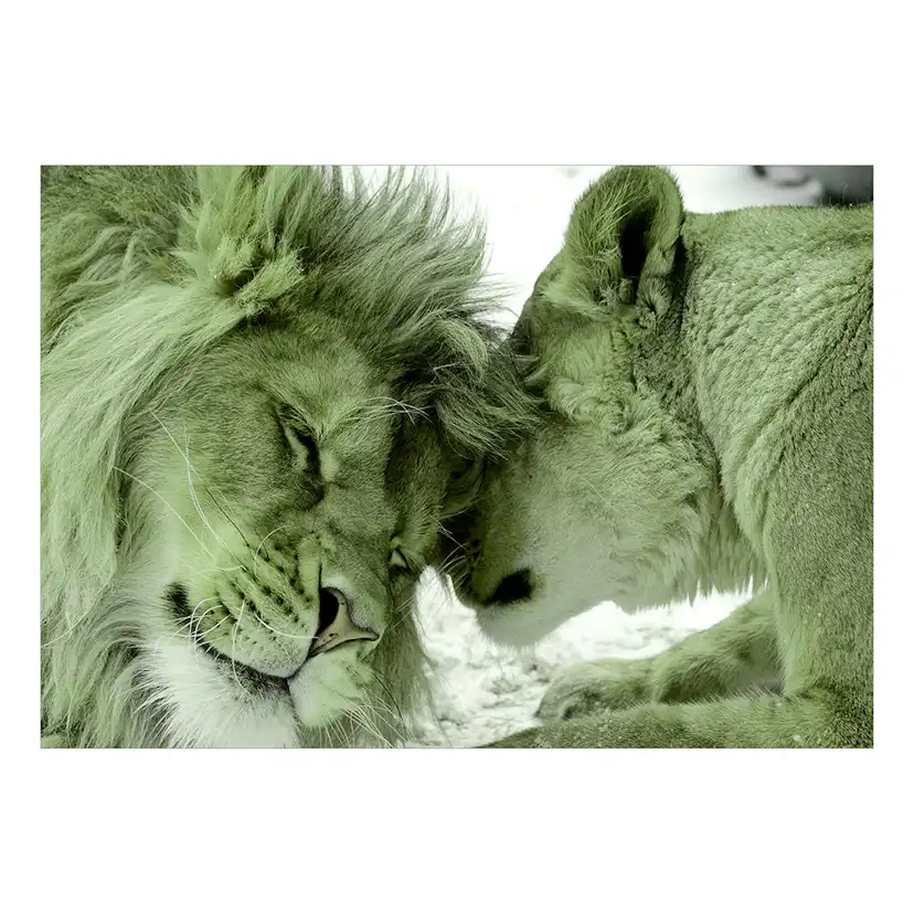 Fototapet Arkiio Lion Tenderness (Green)