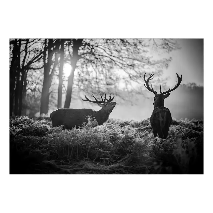 Fototapet Arkiio Deers in the Morning