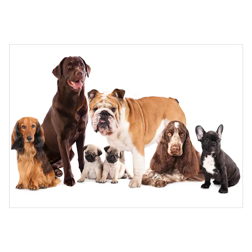 Fototapet Arkiio Dog Integration