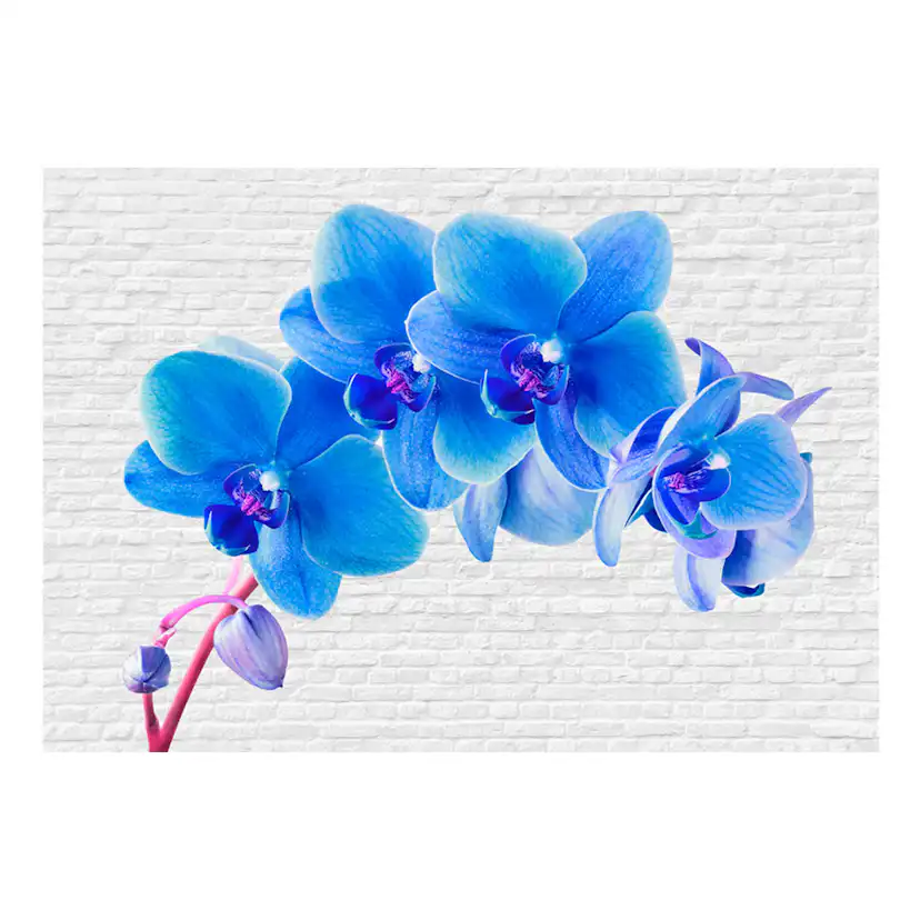 Fototapet Arkiio Blu