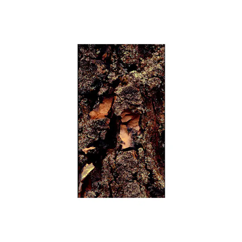 Fototapet Arkiio Time Carved in the Tree 50x1000 cm