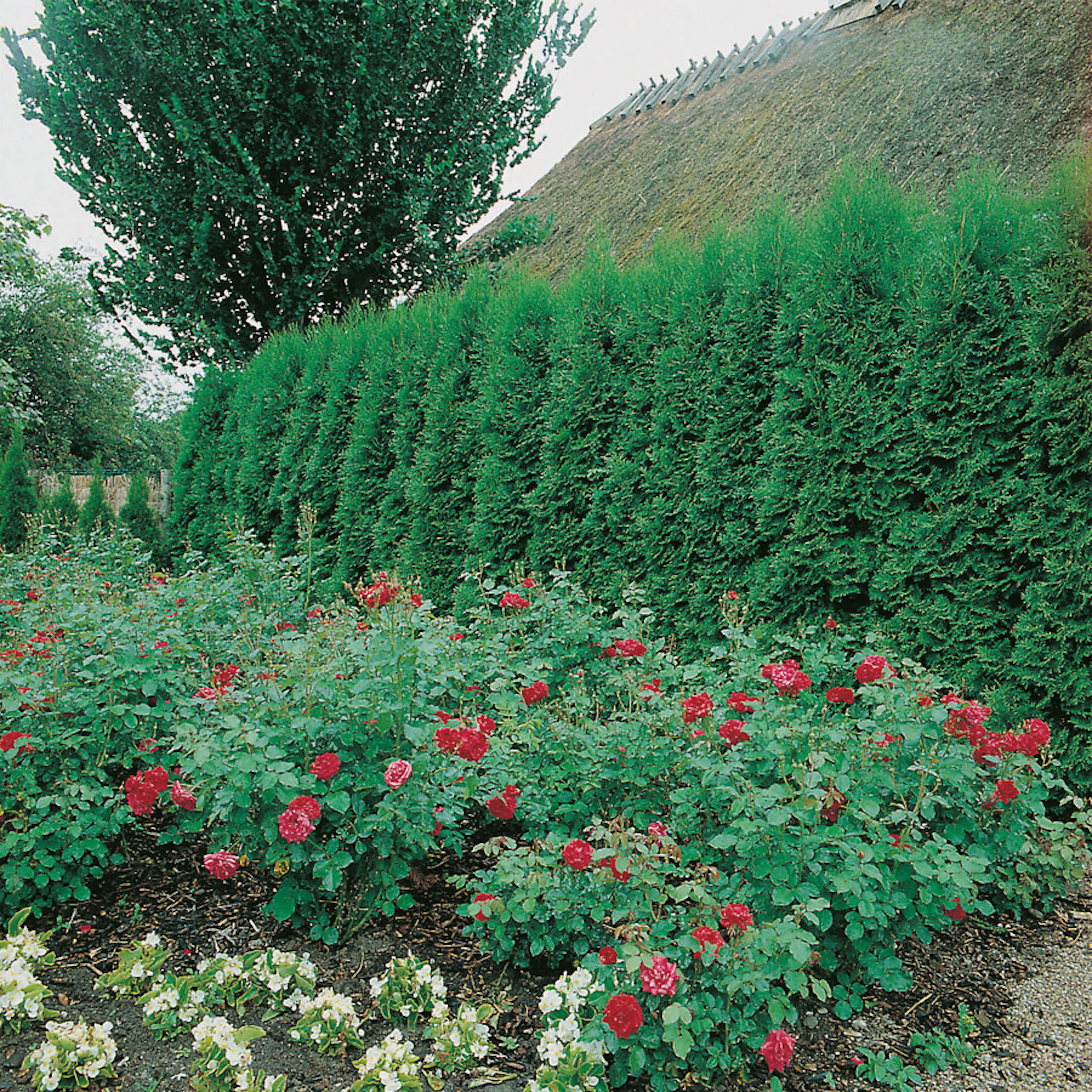 Planta Ädeltuja Omnia Garden Smaragd 50-70 cm