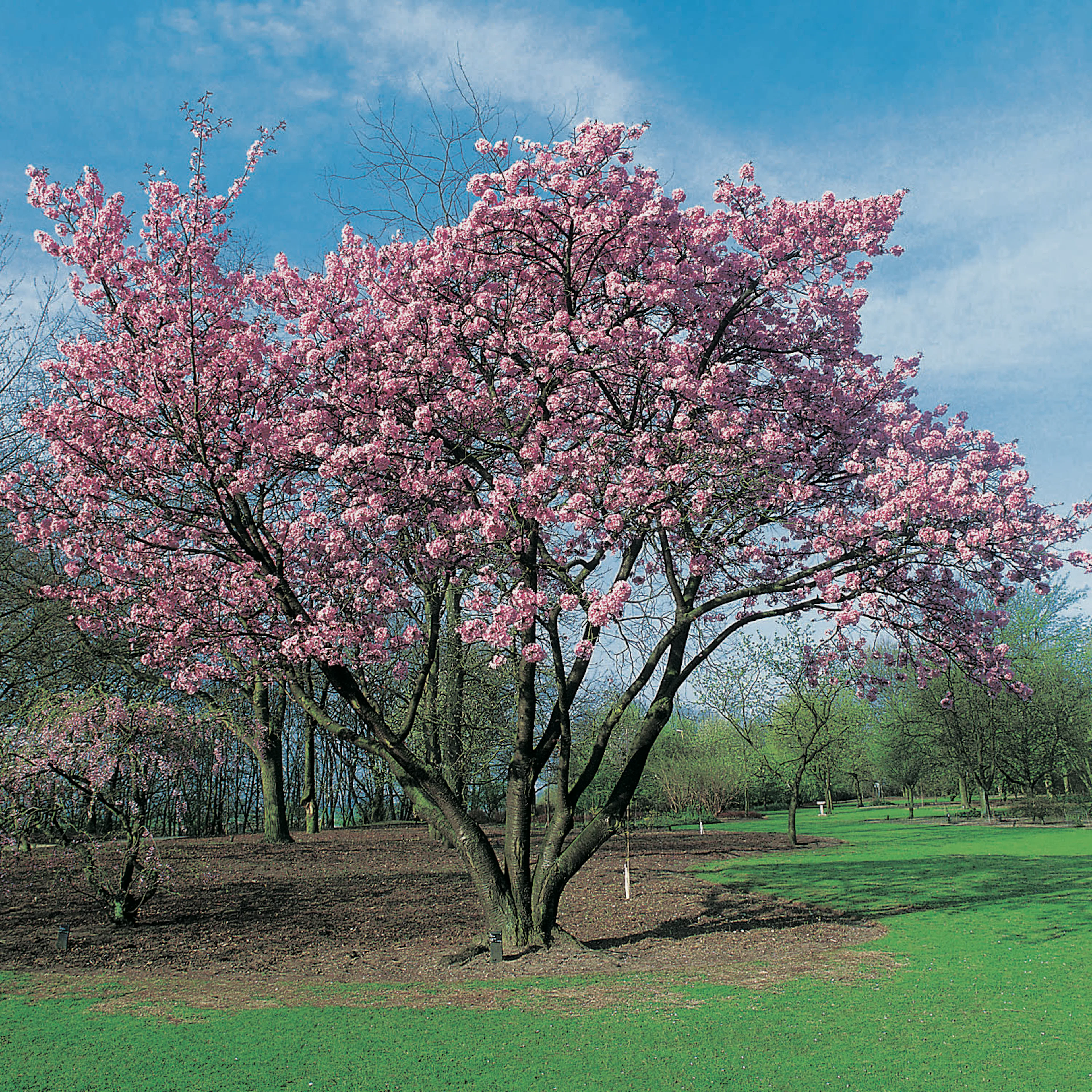 Prydnadsbuske Omnia Garden Solitär Bergkörsbär med Rosa Blomning & Grönt Lövverk, 150-200cm