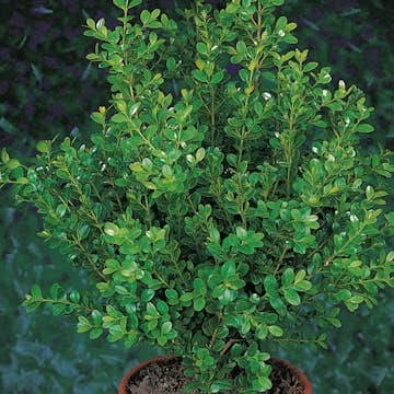 Buske Buxbom Omnia Garden (Buxus Faulkner) 20-30 cm