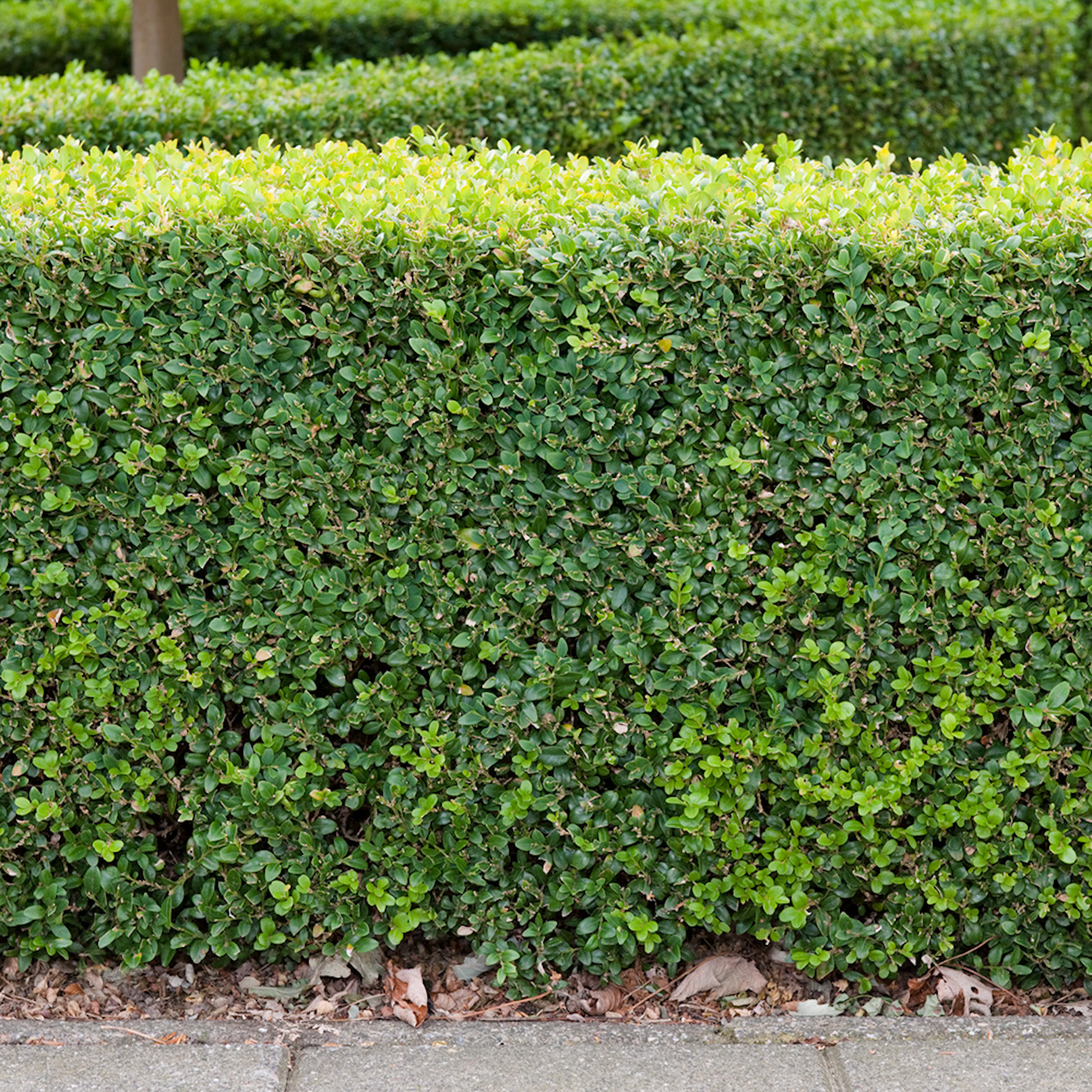 Buske Buxbom Omnia Garden (Buxus Sempervirens) 30-40 cm