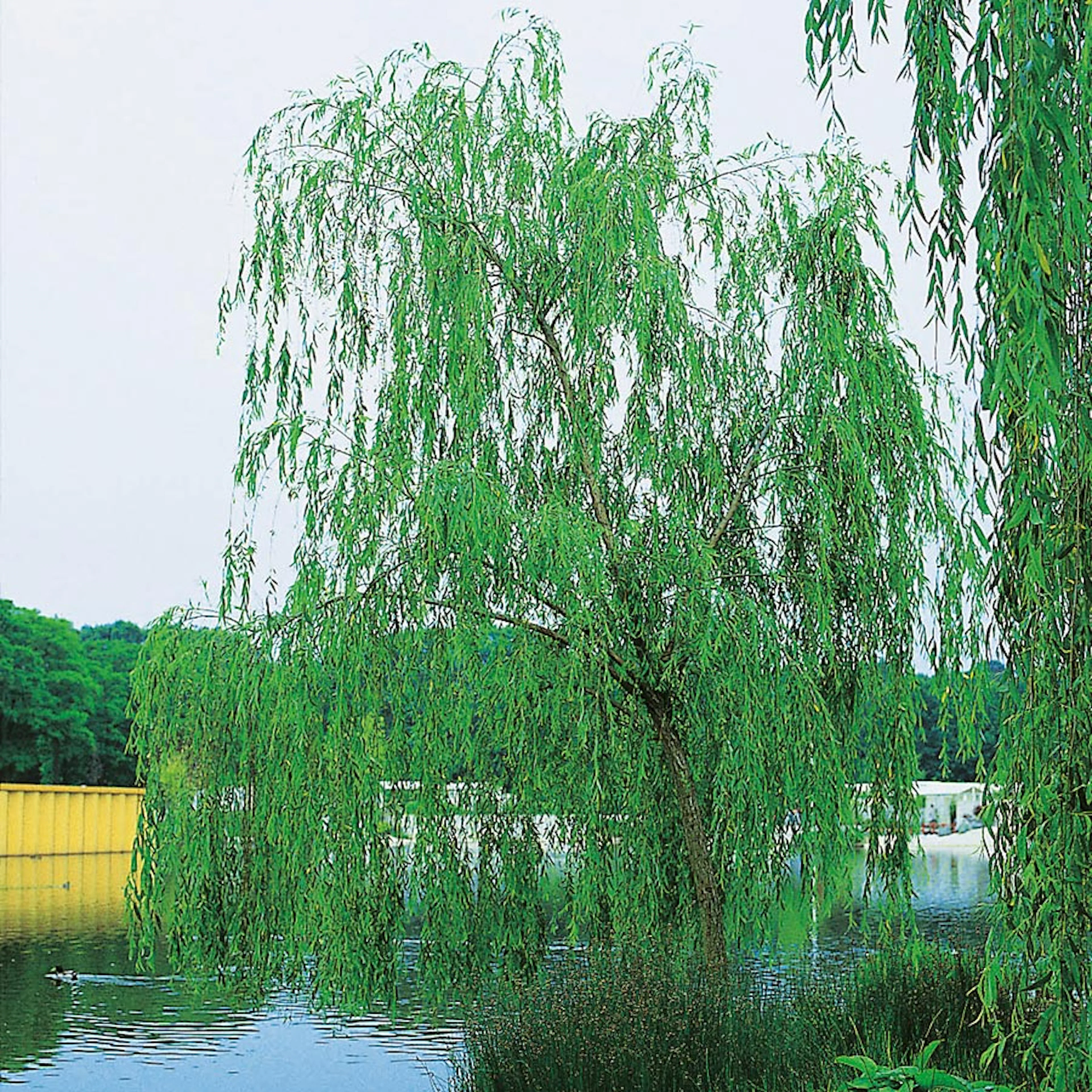 Prydnadsträd Fontänpil Omnia Garden 150-200 cm